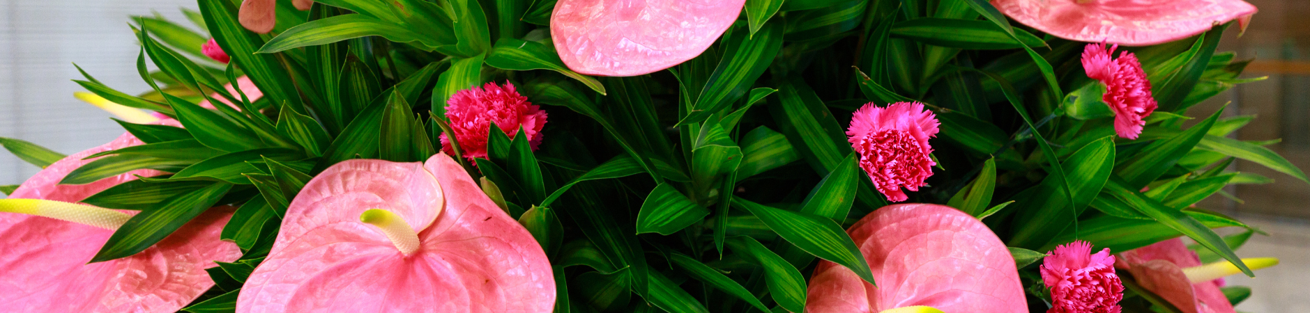 Flowering Plants
