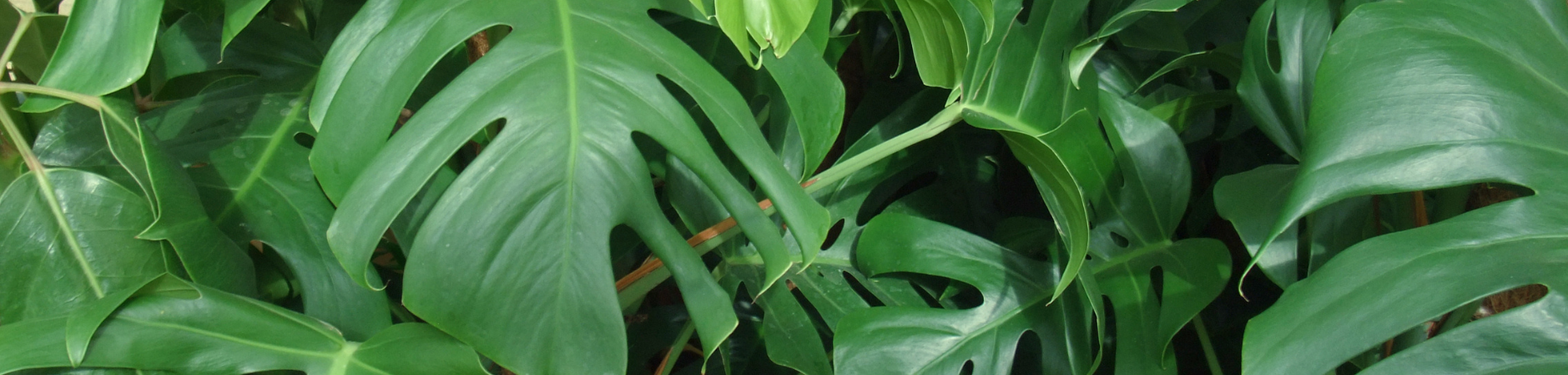 Foliage Plants