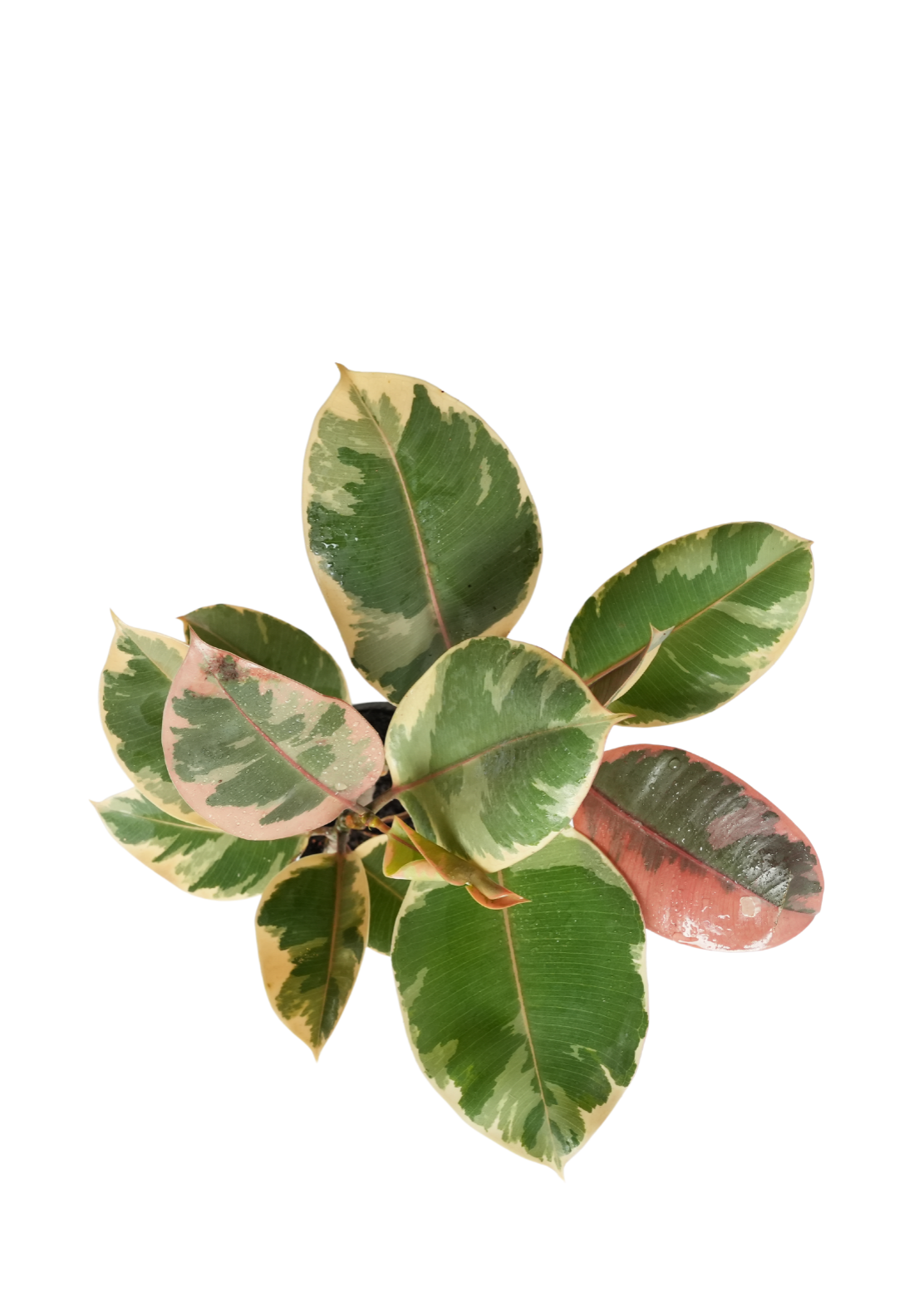 Variegated Rubber Plant