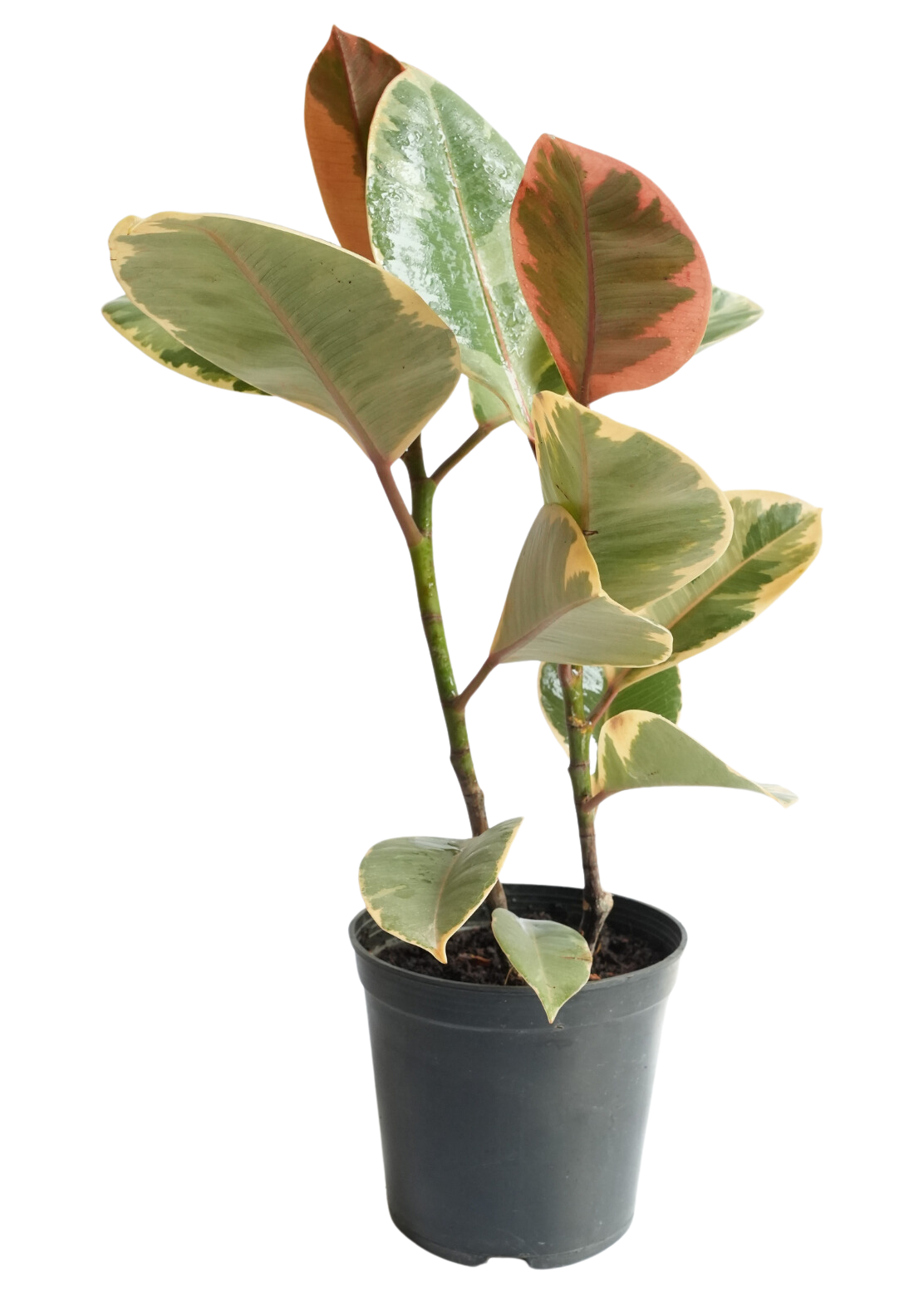 Variegated Rubber Plant