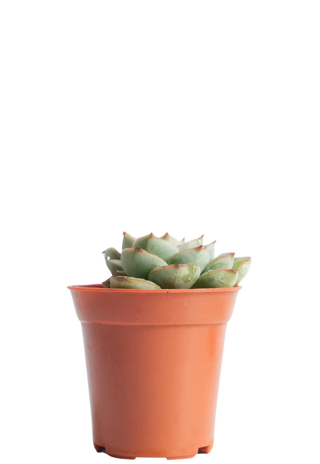 Echeveria Dondo
