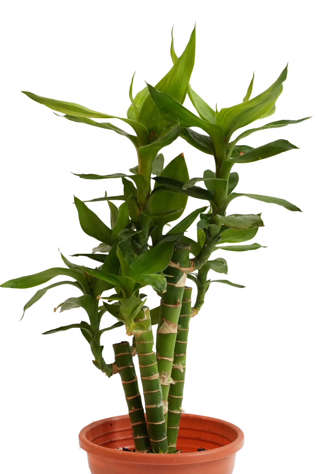three lucky bamboo Lucky Bamboo (Three Layer) – Bring Prosperity & Elegance to Your Space