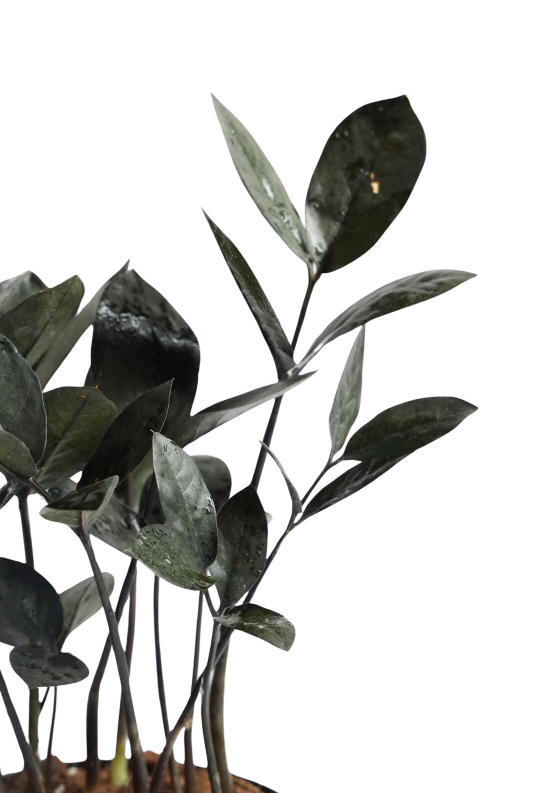 jungle warrior zz plant Zamia Black – Elegant, Low-Maintenance Foliage Plant for Homes & Offices