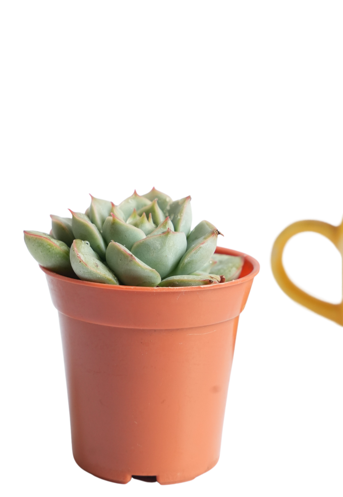 Echeveria Dondo