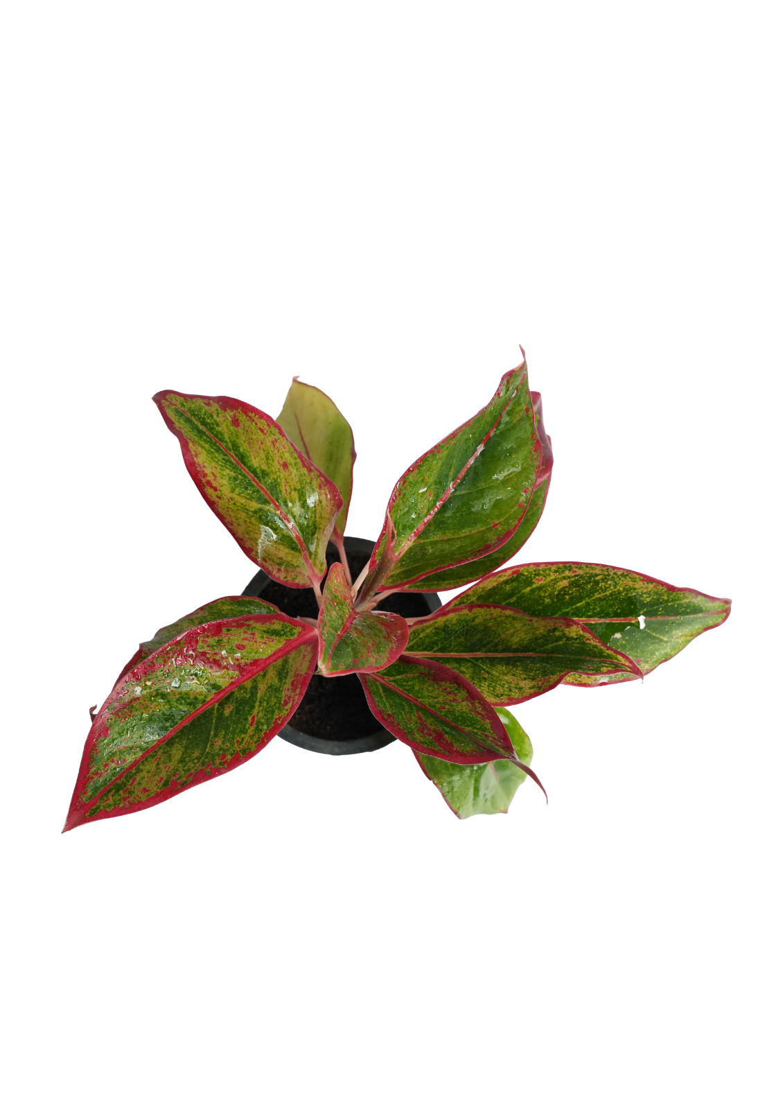 aglaonema crete red Aglaonema 'Crete' – Vibrant & Low-Maintenance Indoor Foliage Plant