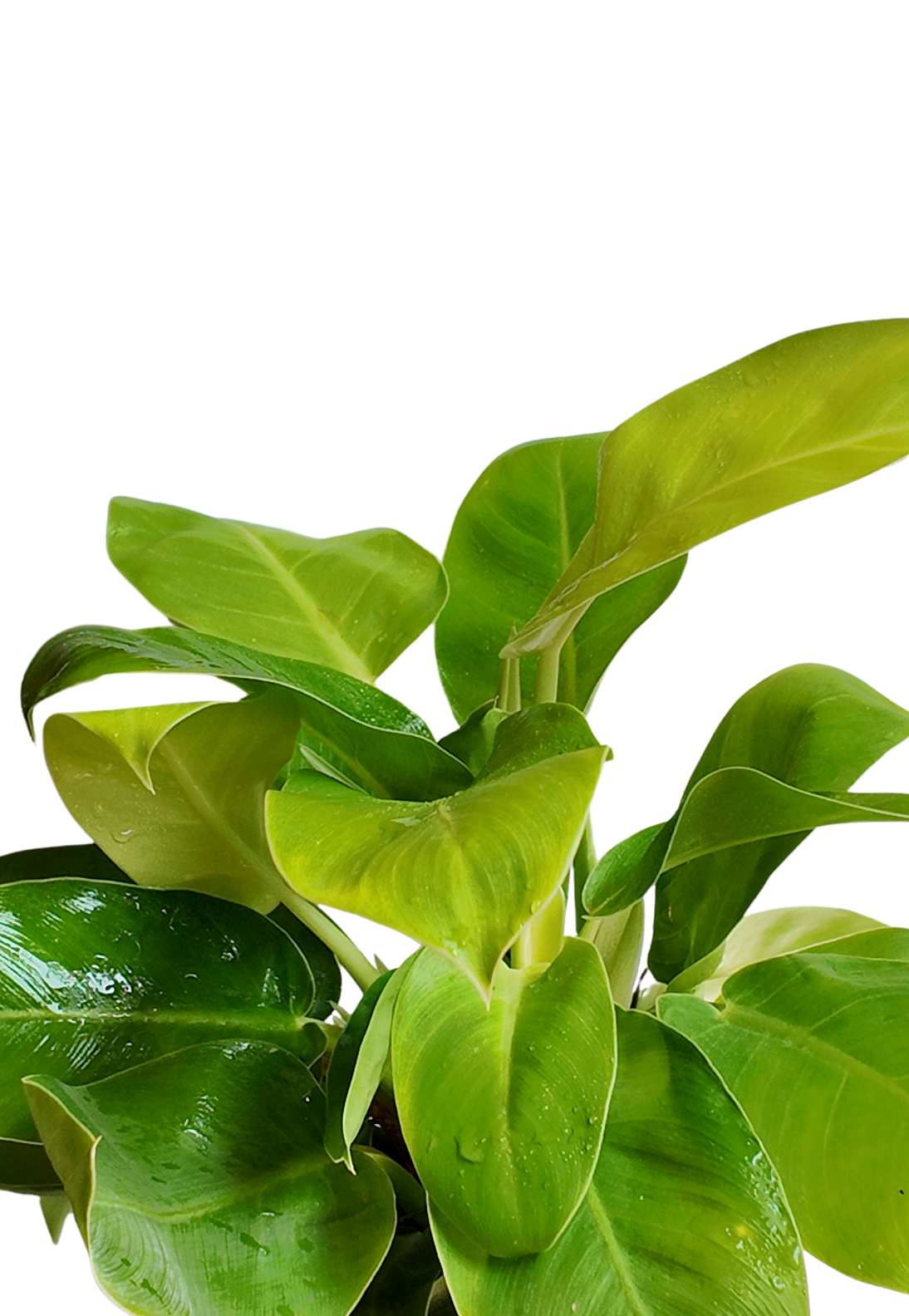 moonshine philodendron Philodendron Moonshine – Vibrant Lime-Green Foliage for Your Space