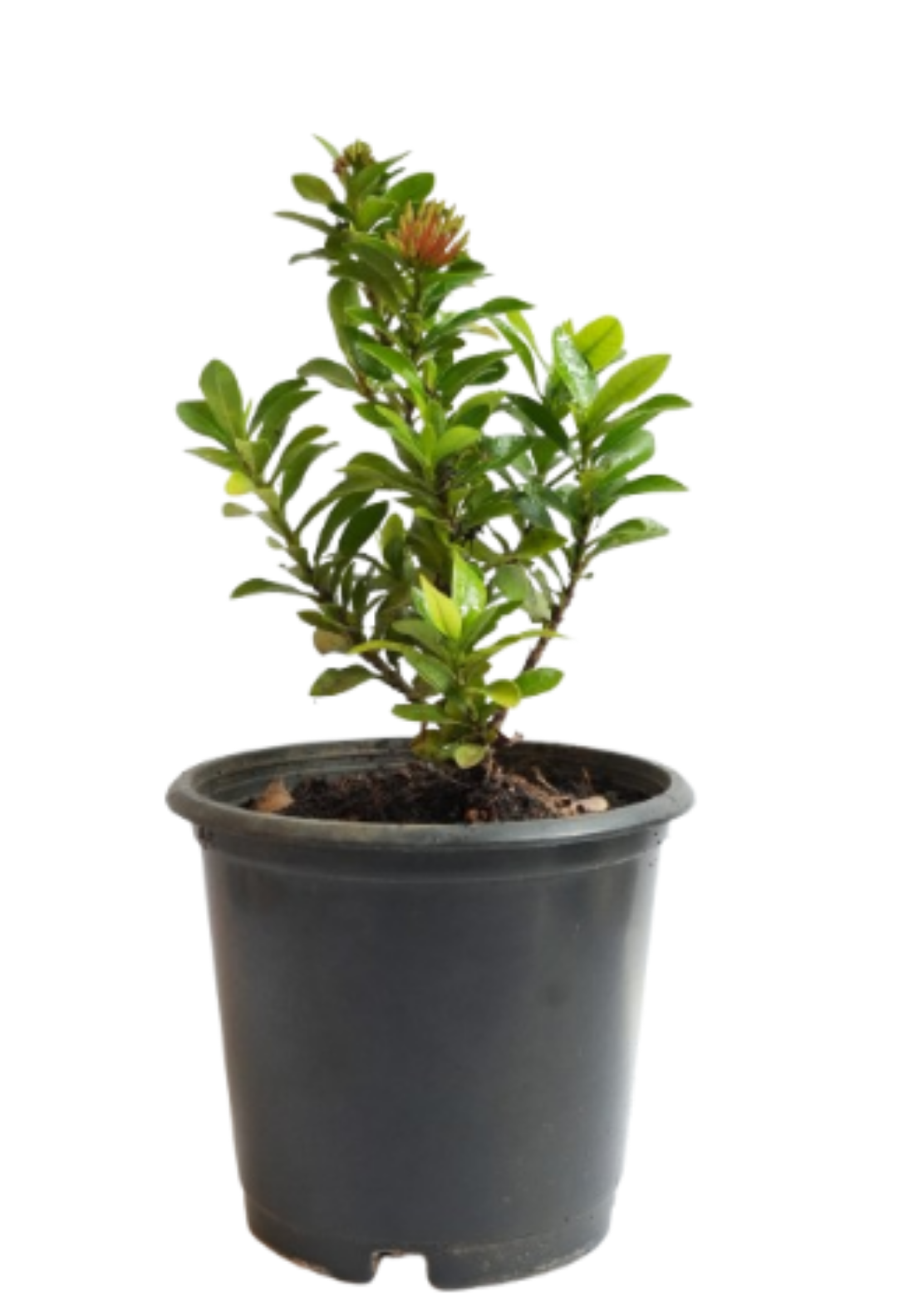 Ixora Plant