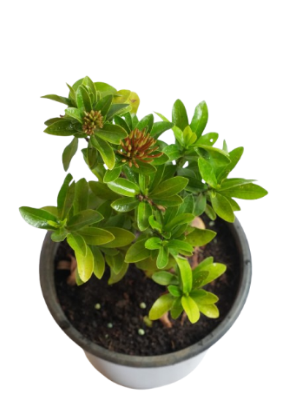 Ixora Plant