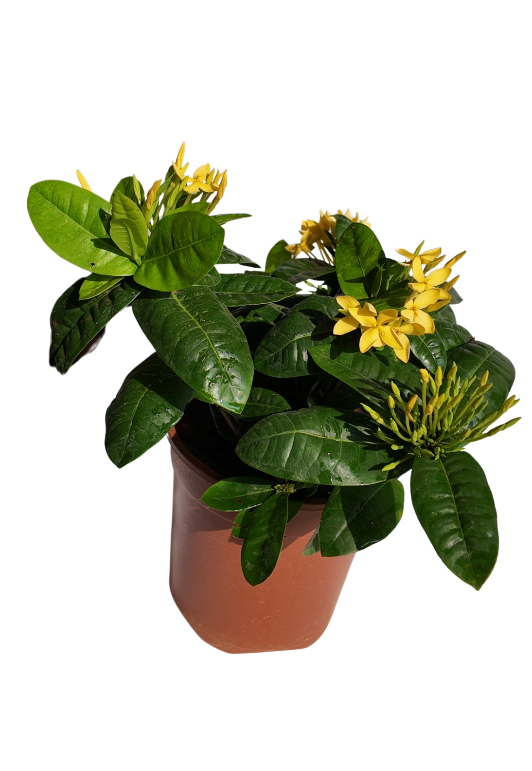 Ixora Yellow