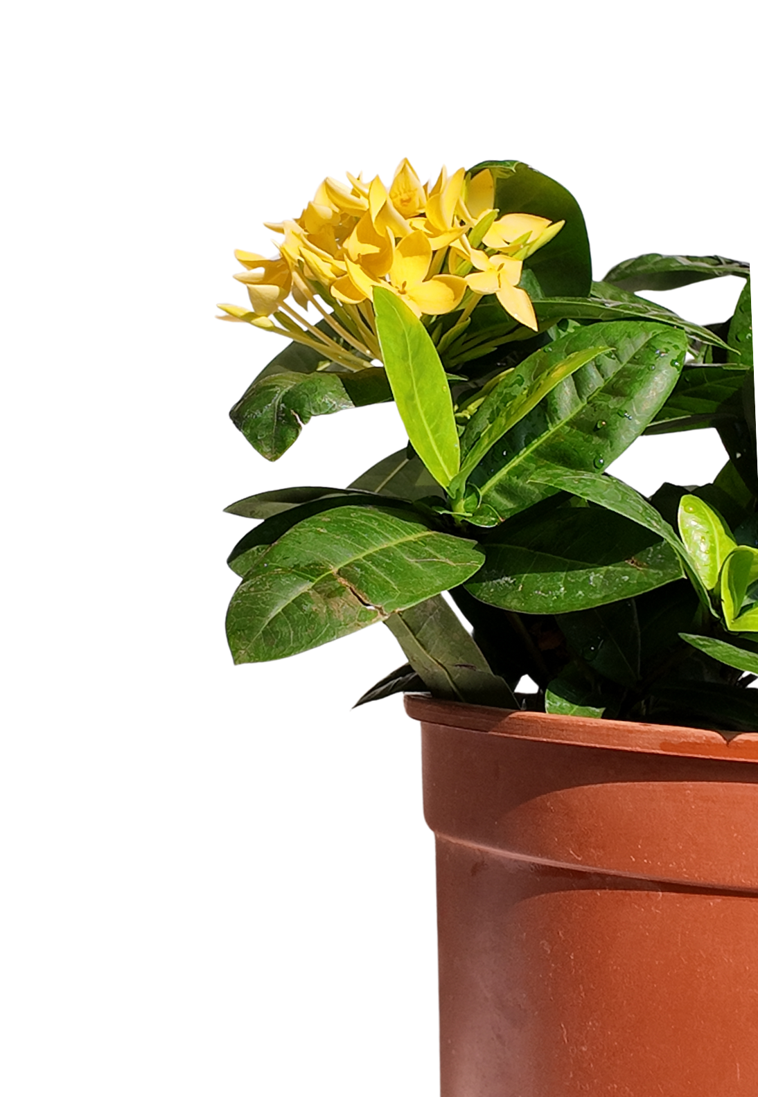Ixora Yellow