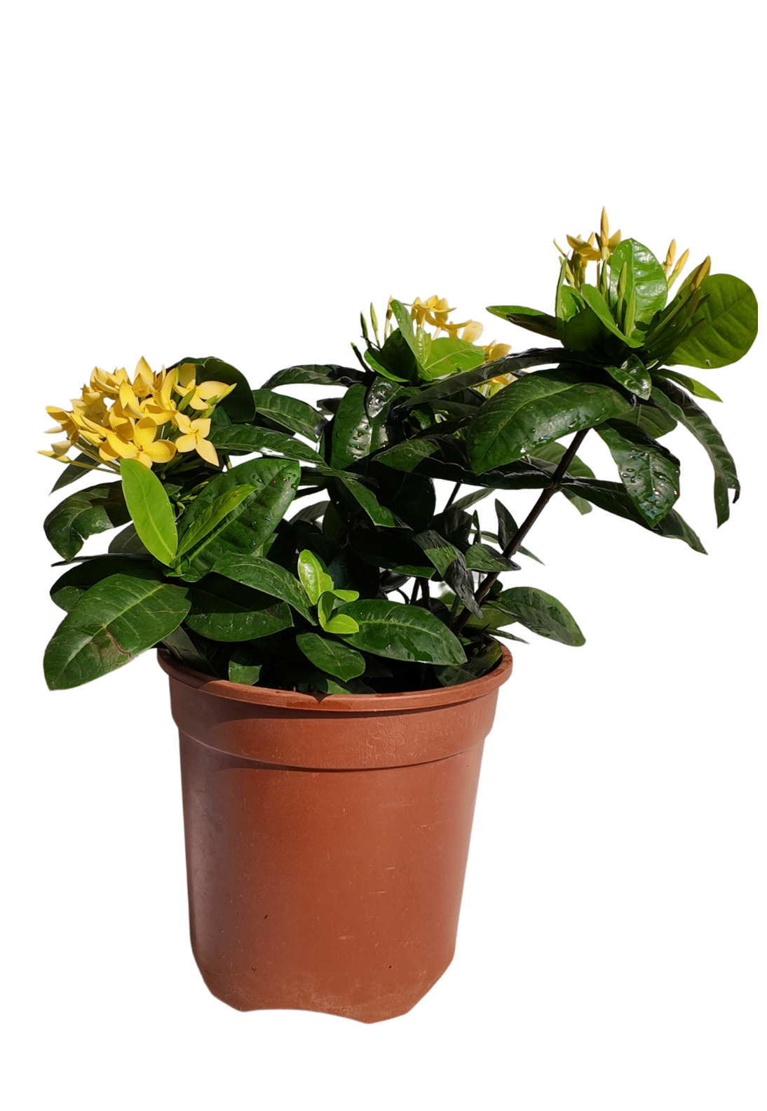 Ixora Yellow