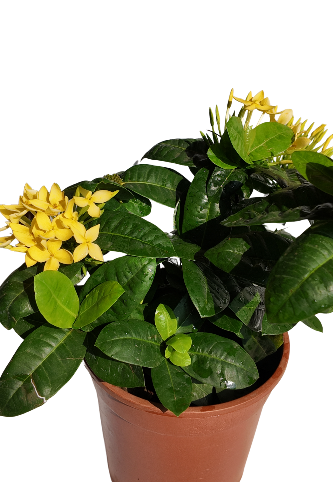Ixora Yellow
