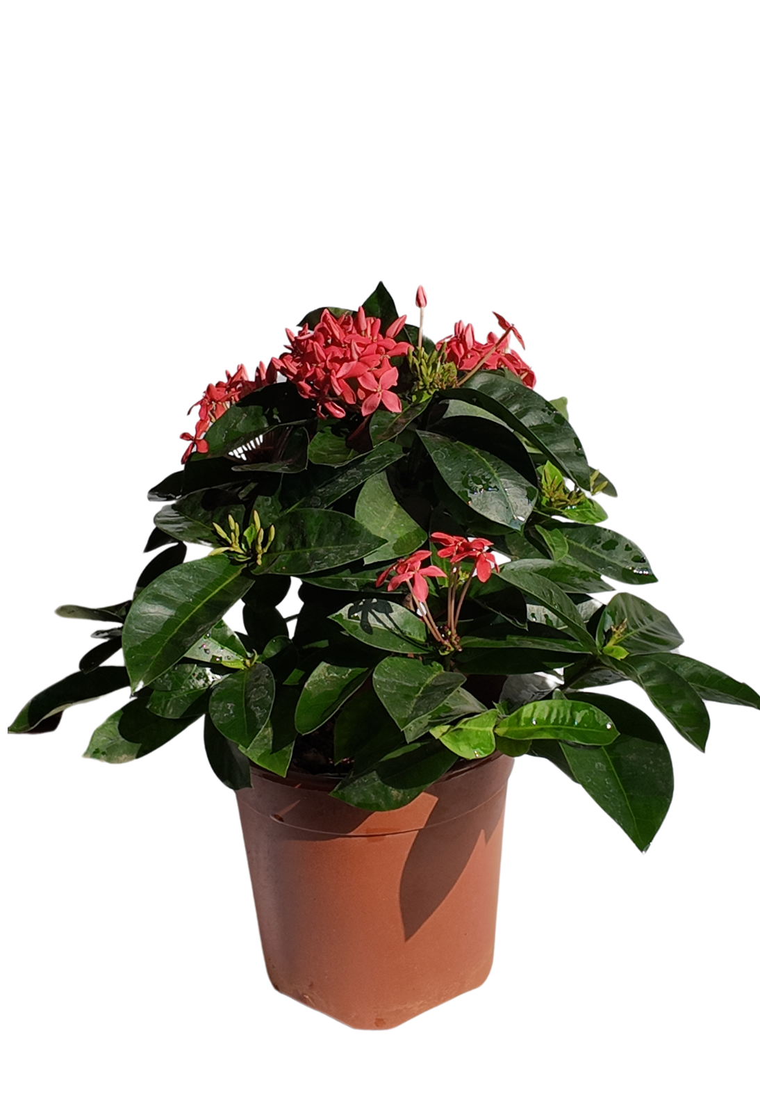 Ixora Red