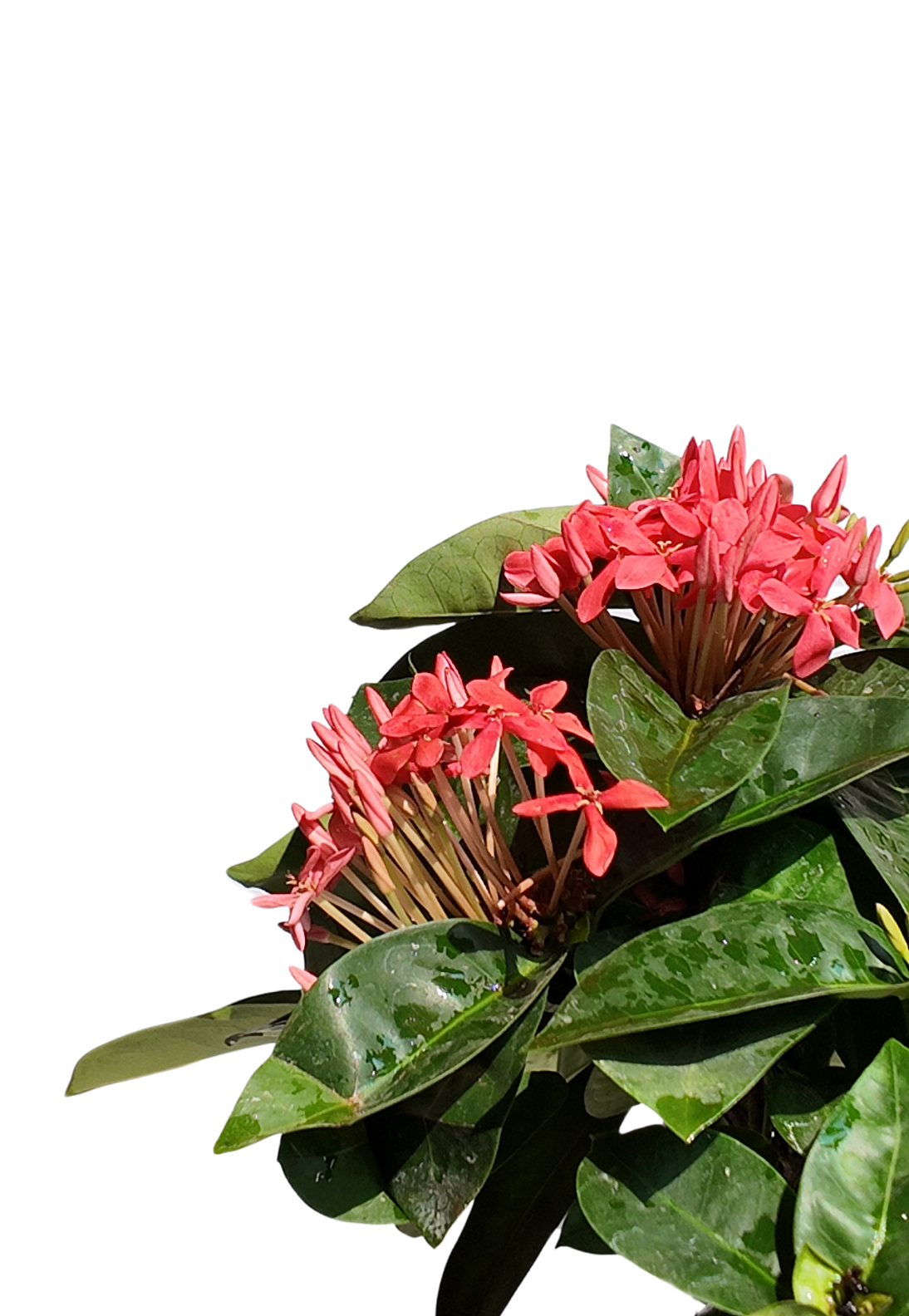 Ixora Red