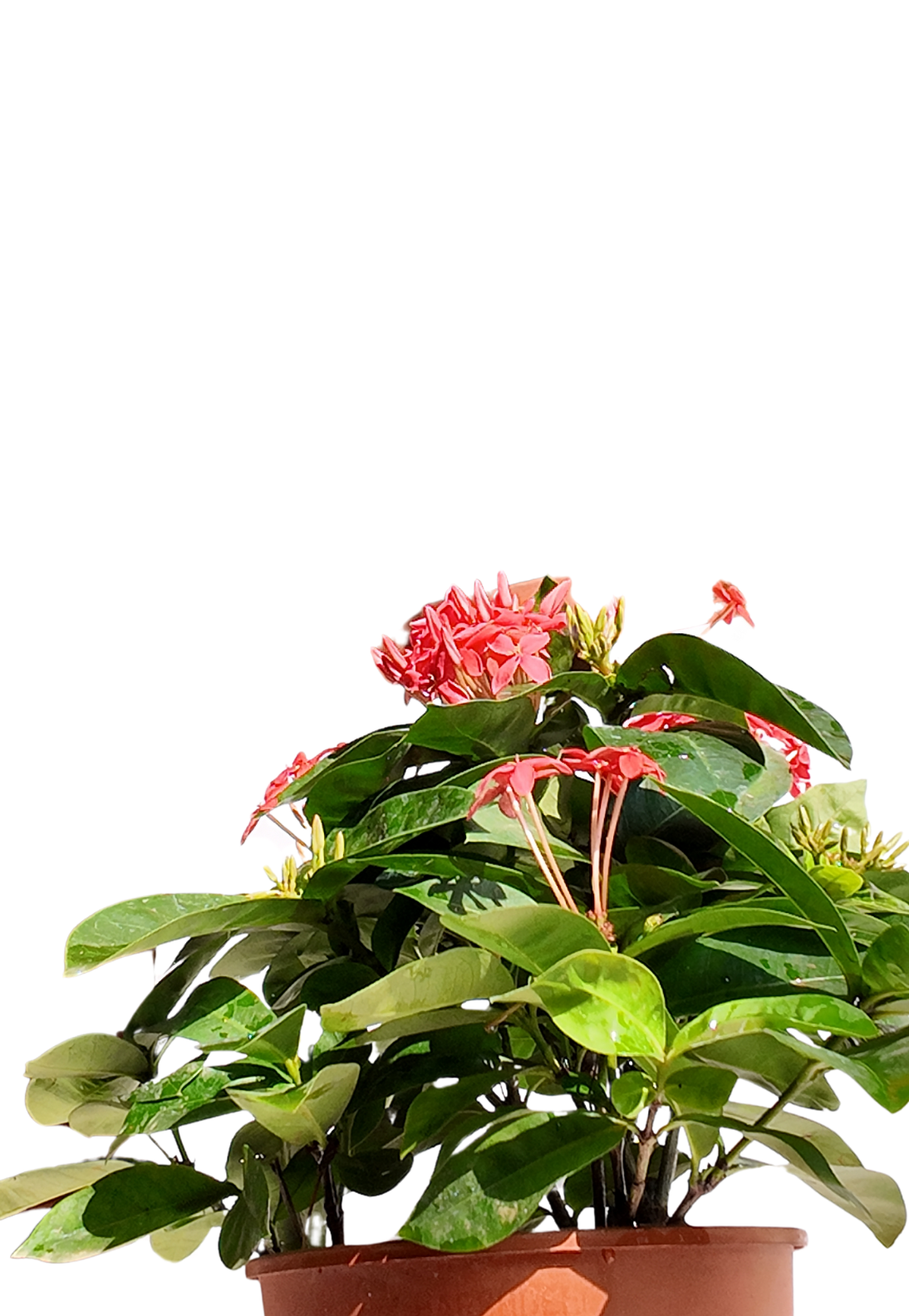 Ixora Red