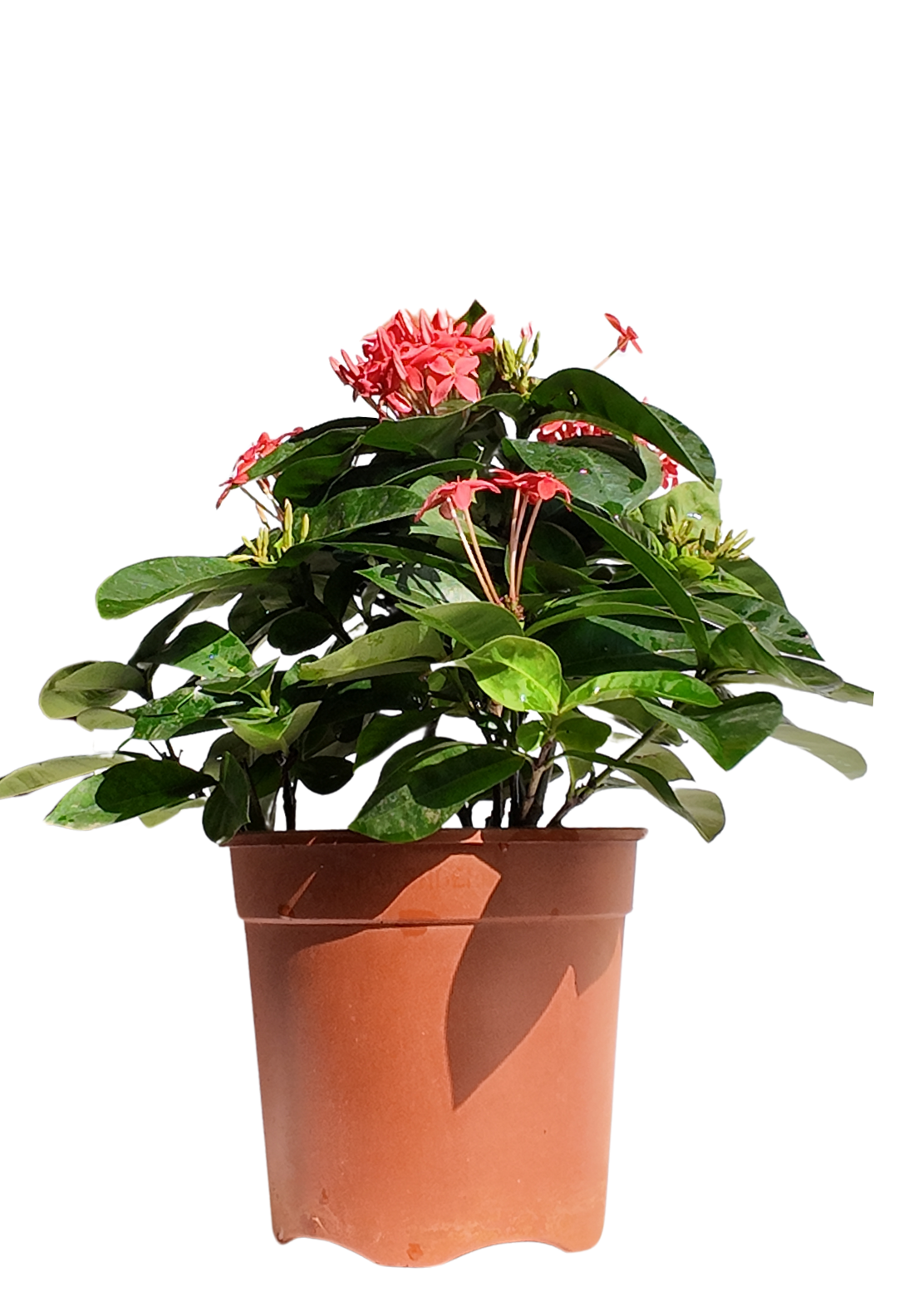 Ixora Red