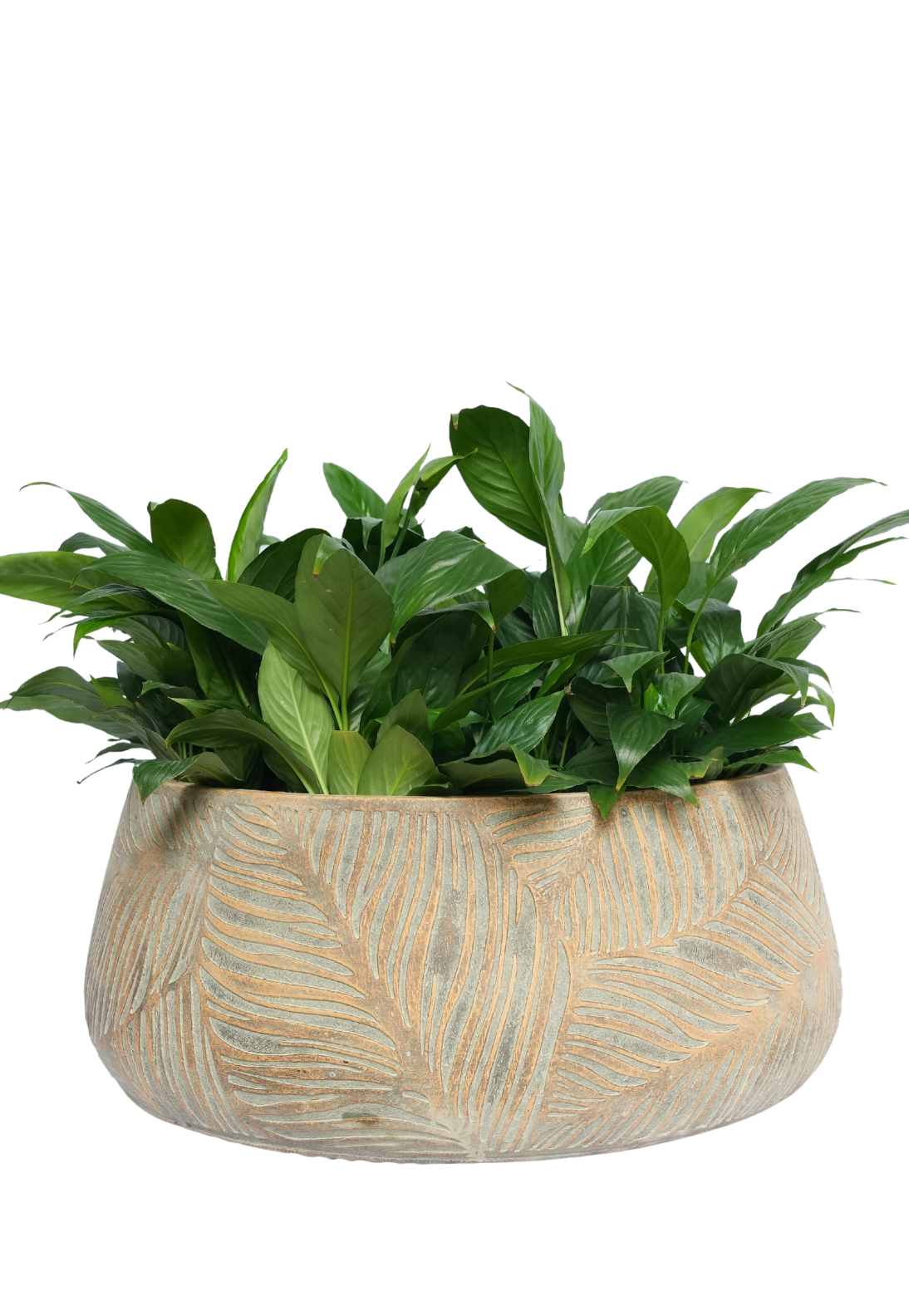 Maple Lowline Timeless Leaf Planter