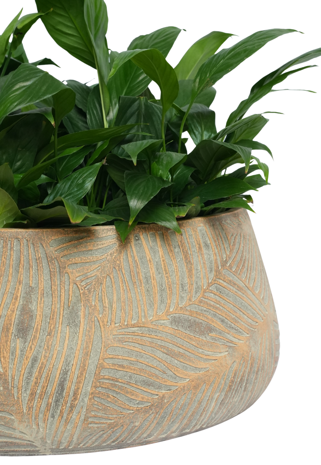 Maple Lowline Timeless Leaf Planter