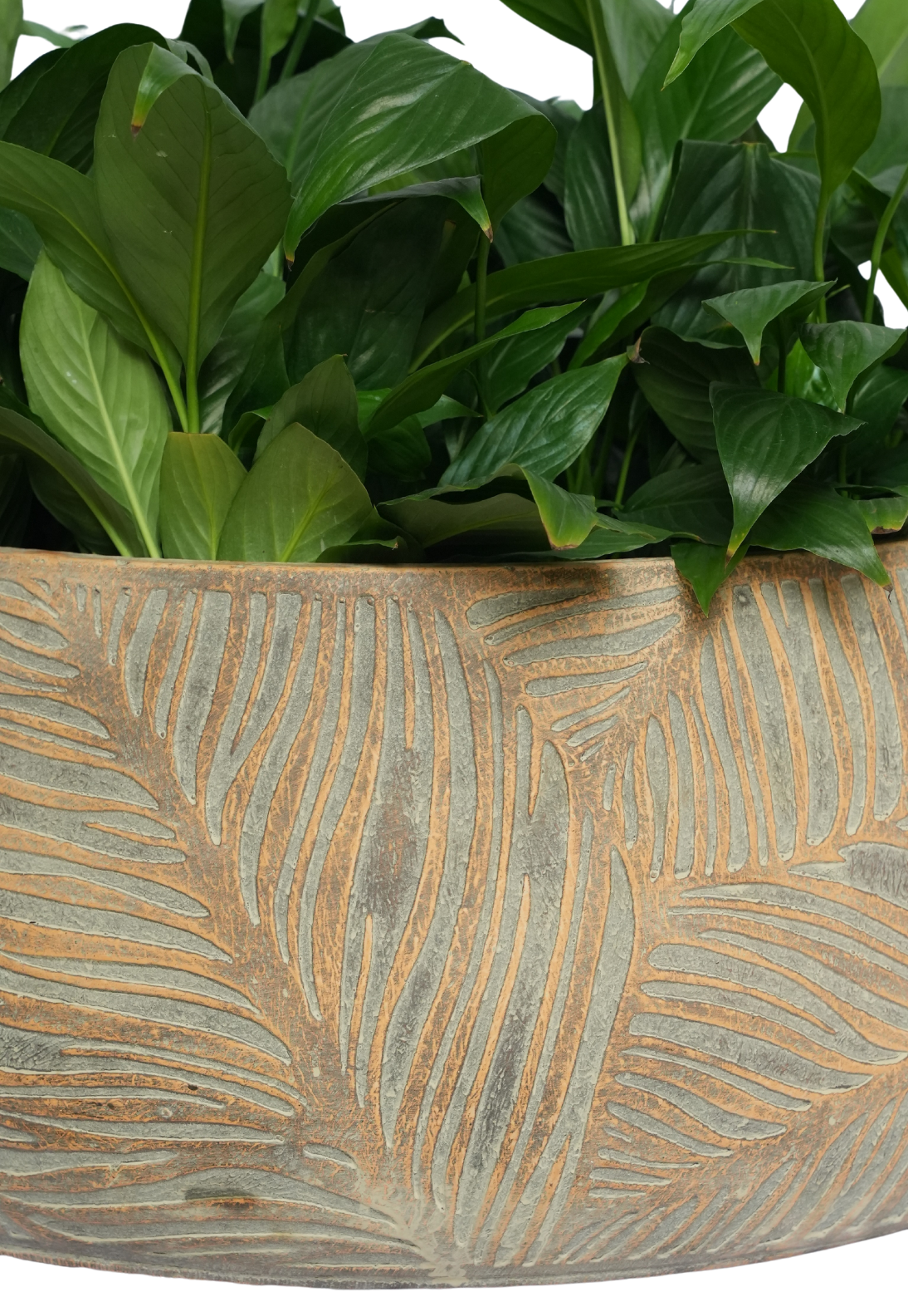 Maple Lowline Timeless Leaf Planter