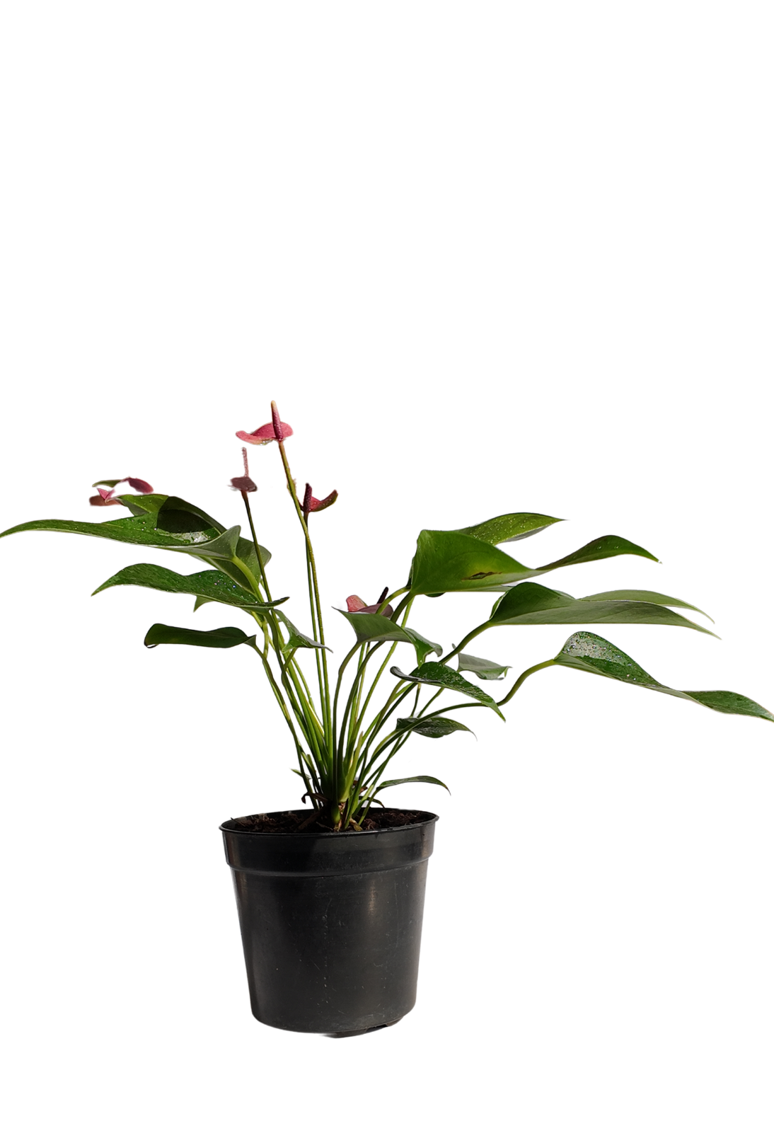anthurium purple houseplant Anthurium Purple – Exotic Flowering Plant for Elegant Indoor Spaces