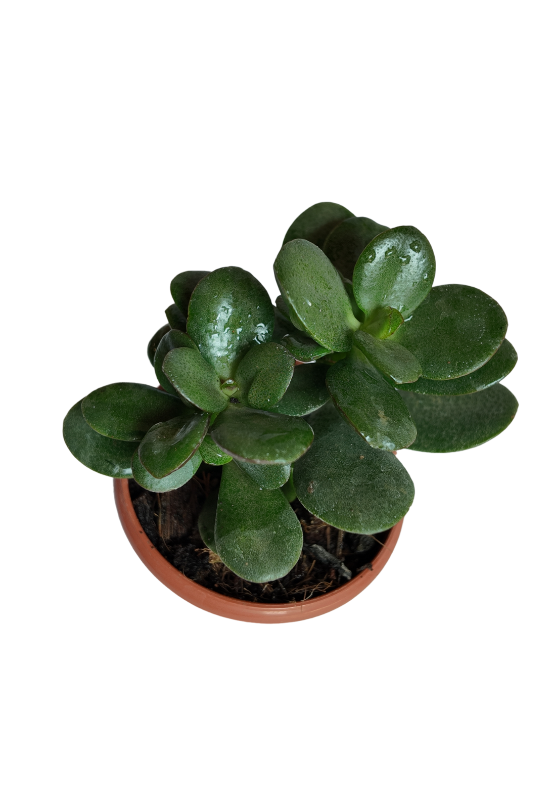 Crassula Ovata Minima – Mini Jade Plant for Good Luck & Prosperity