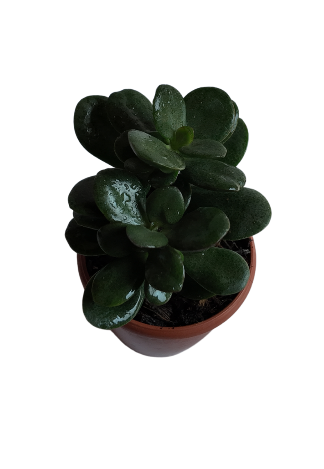 Crassula Ovata Minima – Mini Jade Plant for Good Luck & Prosperity