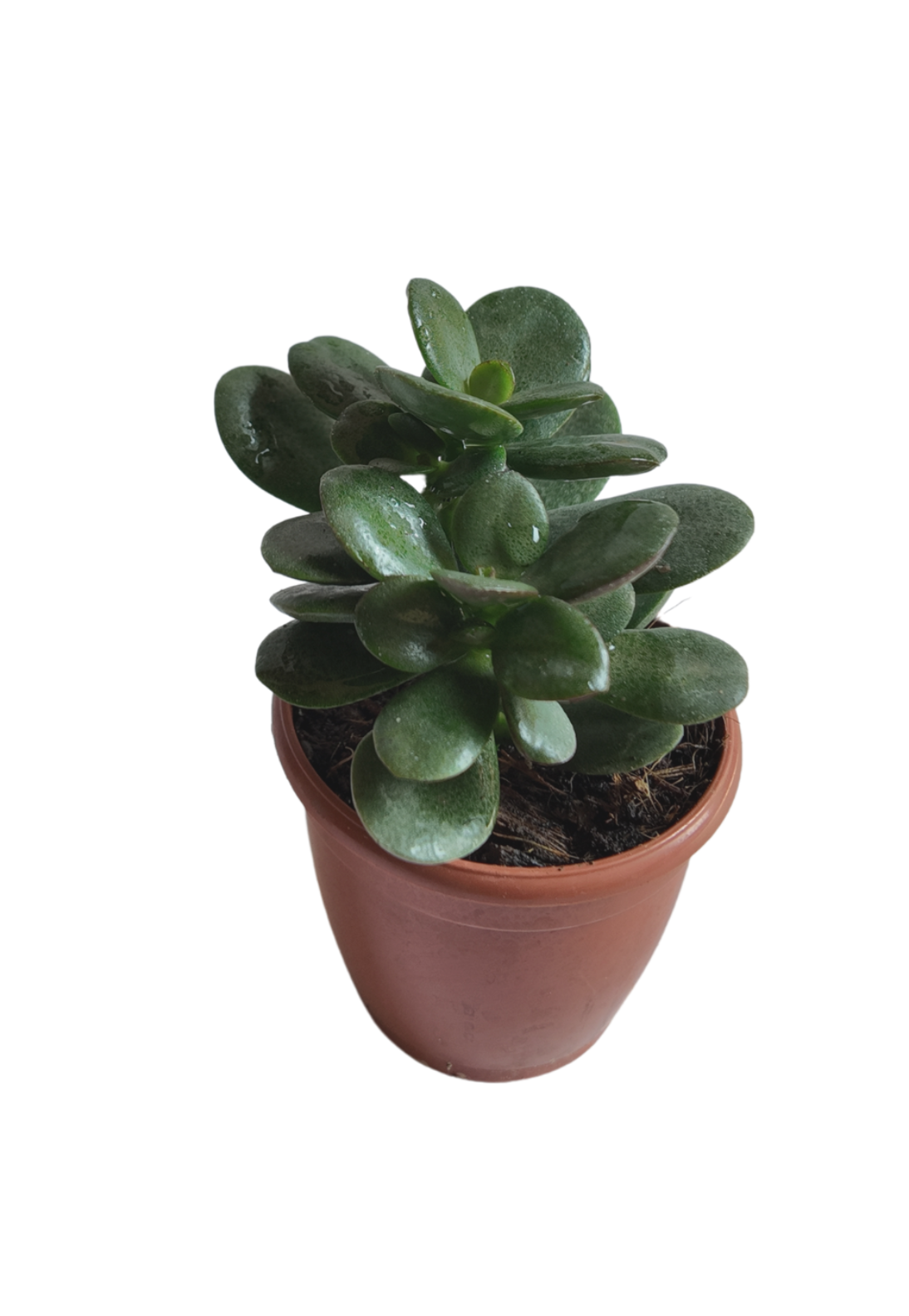 Crassula Ovata Minima – Mini Jade Plant for Good Luck & Prosperity