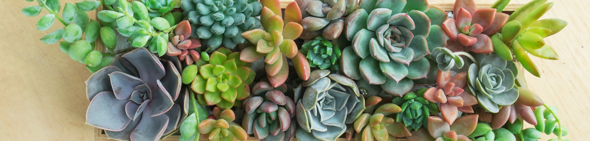 Succulents / Cacti