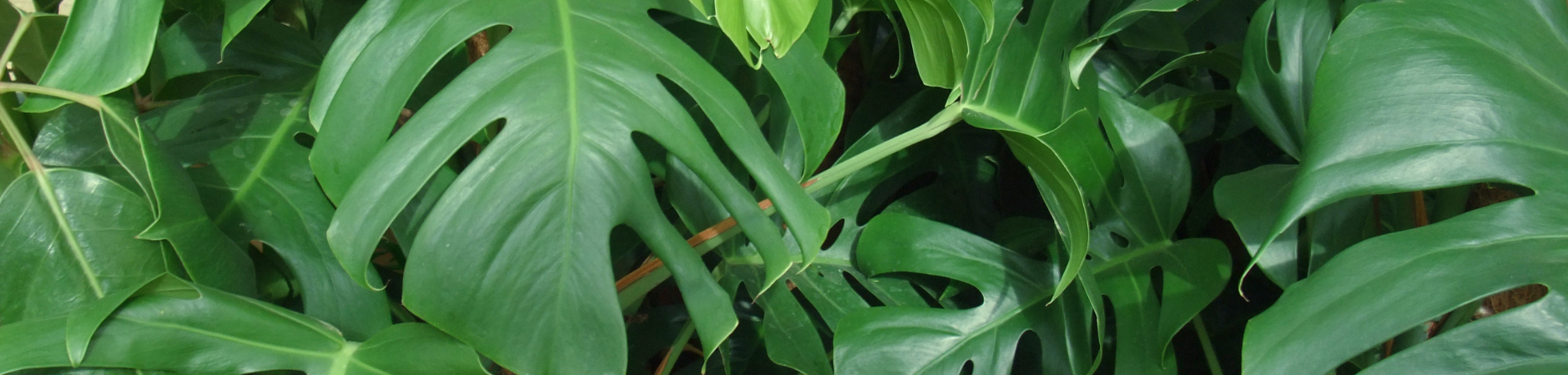 Foliage Plants 