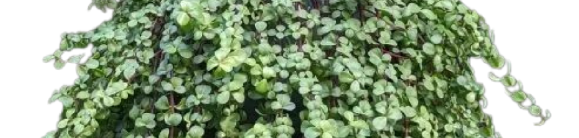 Hanging Plants 