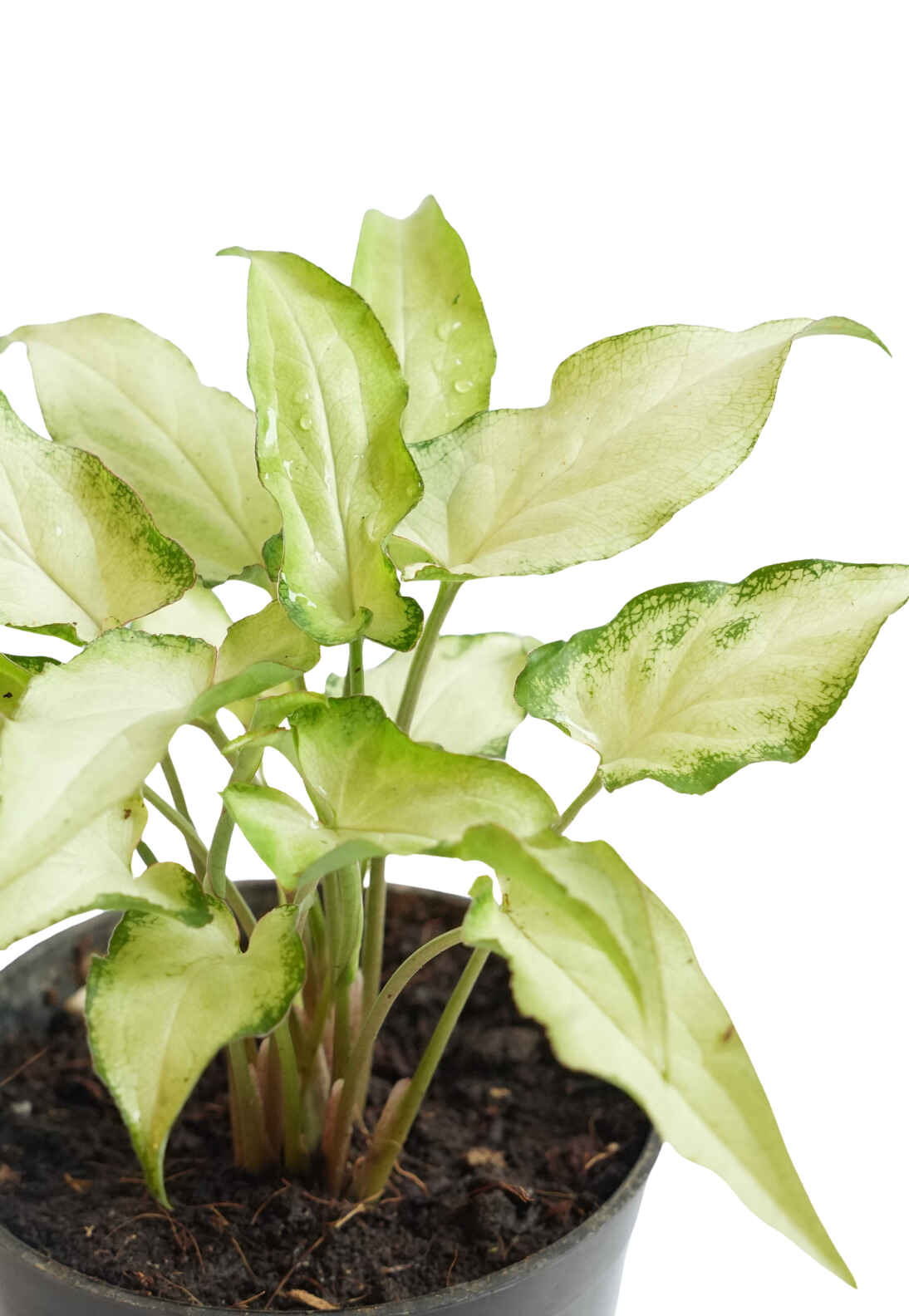 Syngonium Plant