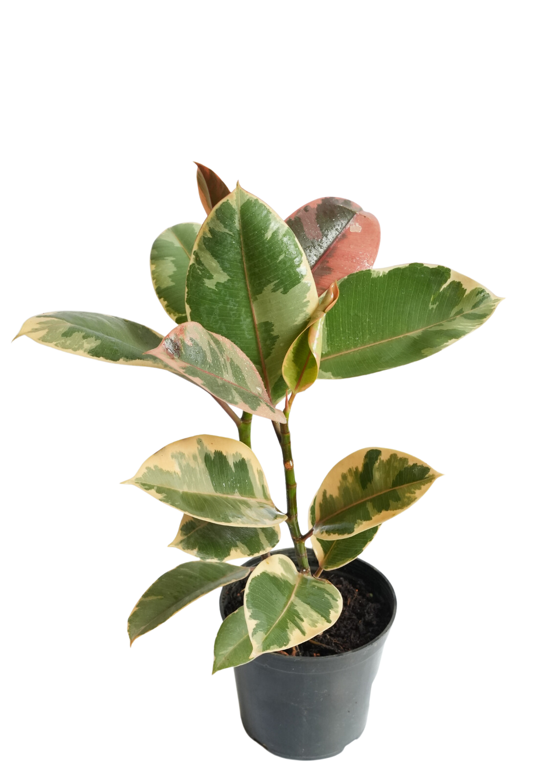 Variegated Rubber Plant