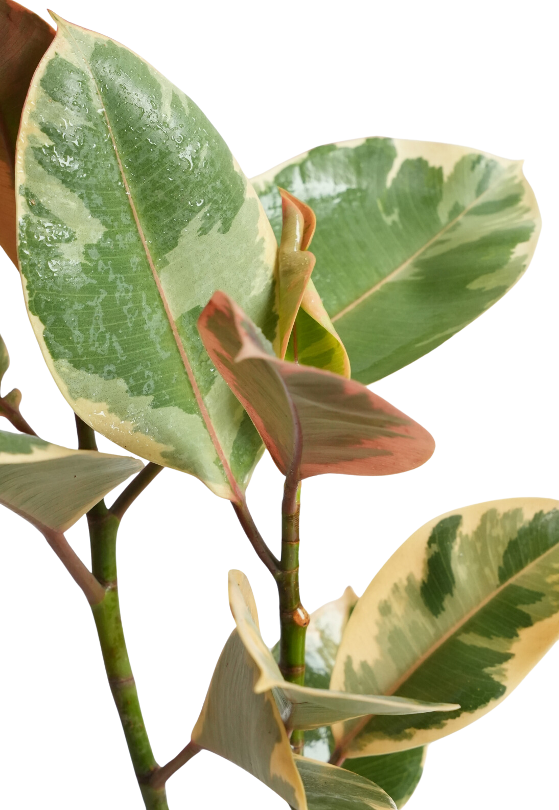 Variegated Rubber Plant