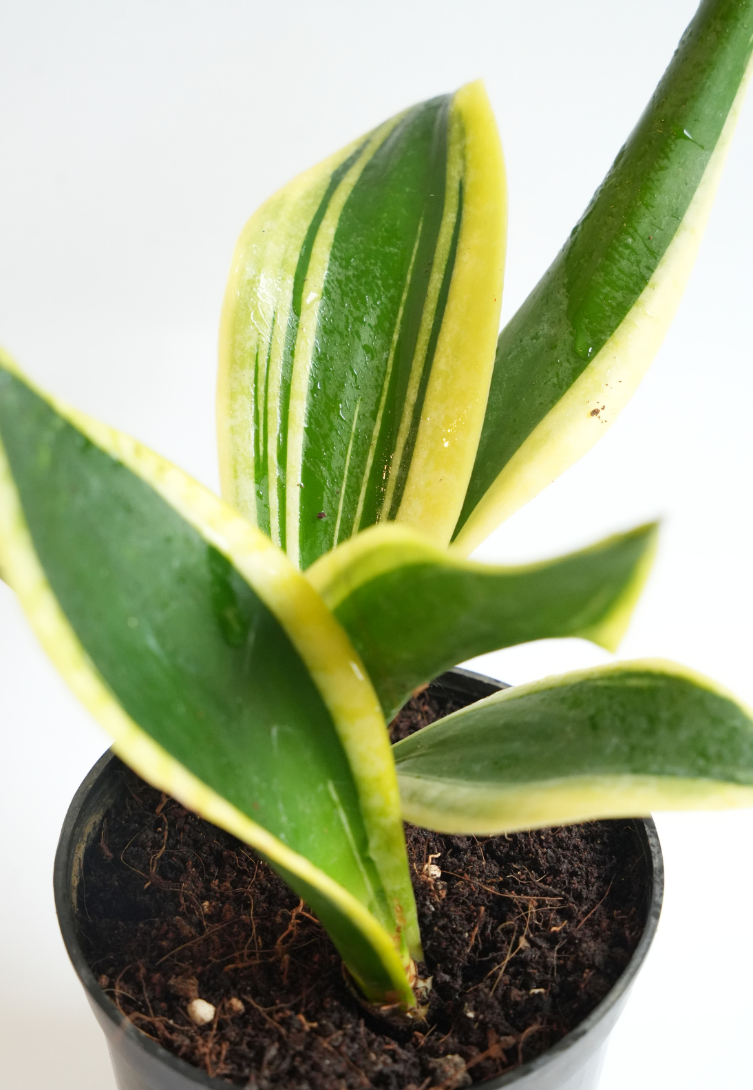 Sansevieria ‘Superba’