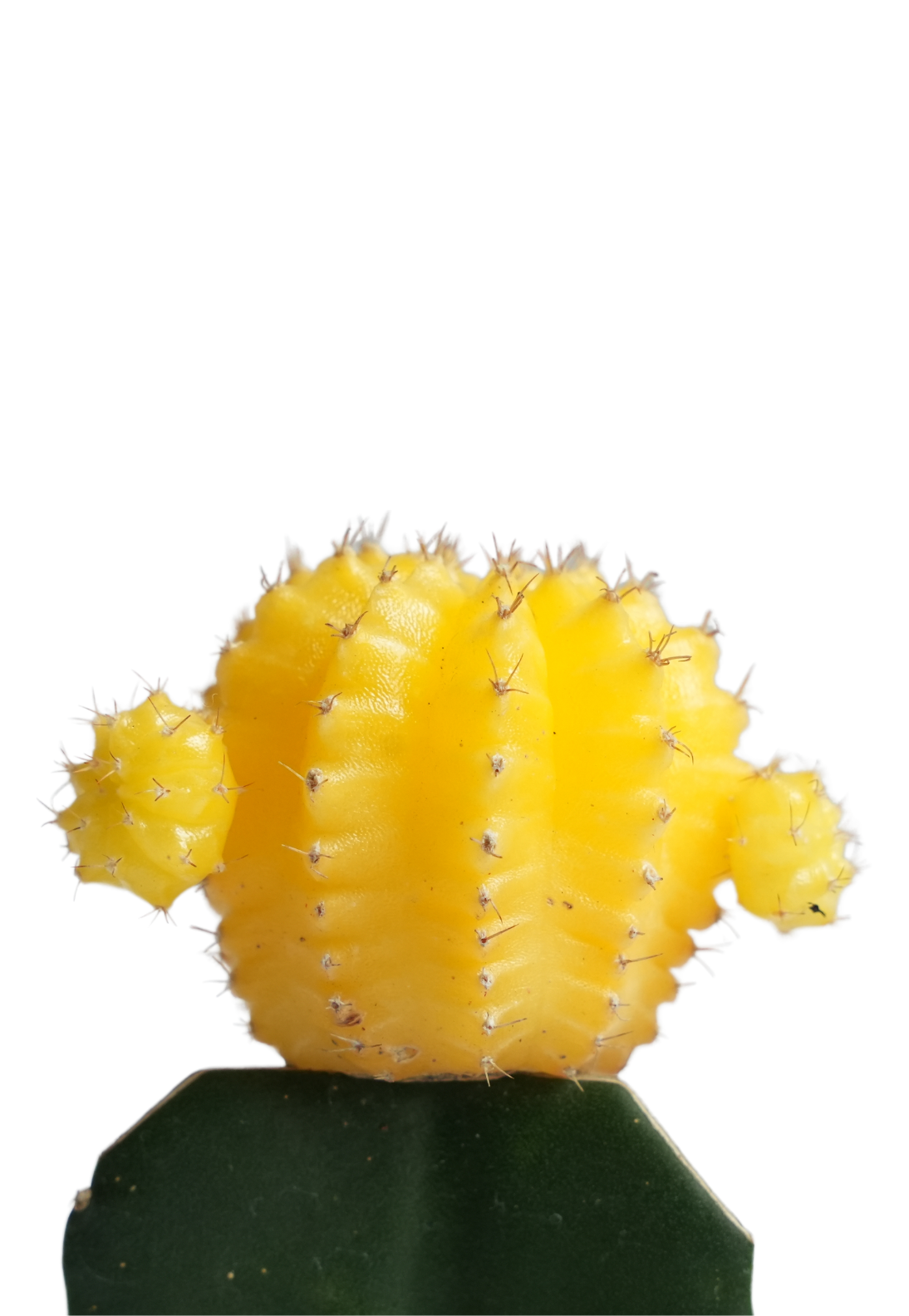 Grafted Moon Cactus