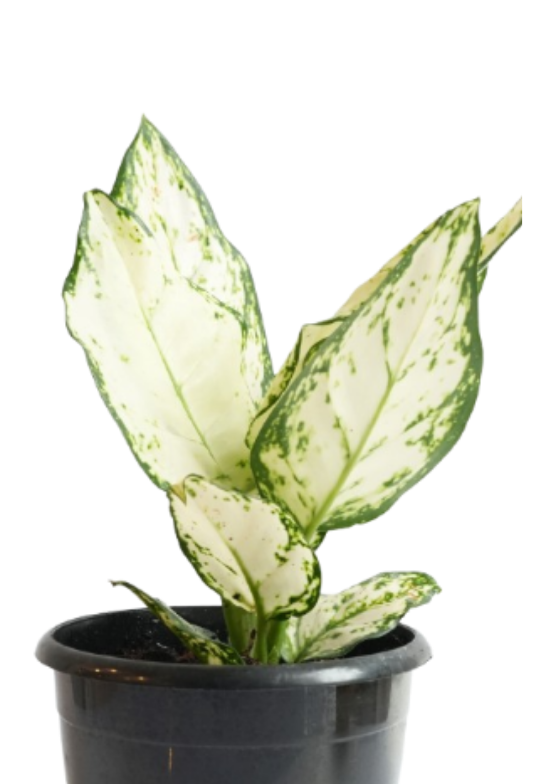 Aglaonema White