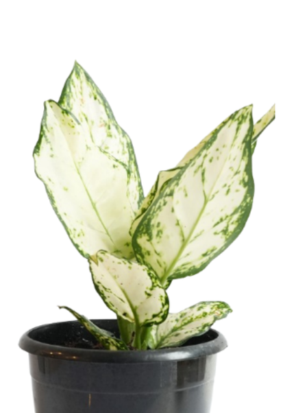 Aglaonema White