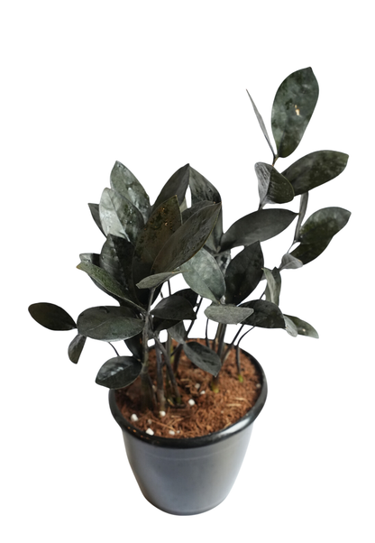 Zamia Black