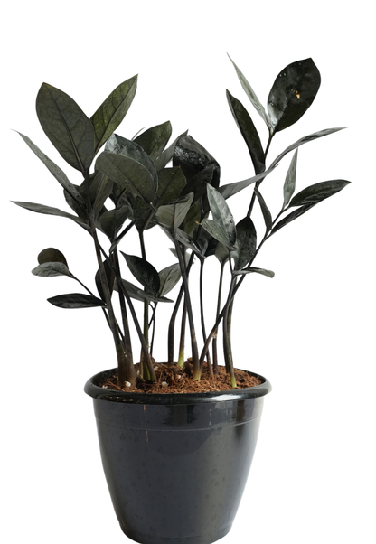 Zamia Black