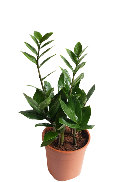 Zamia Green