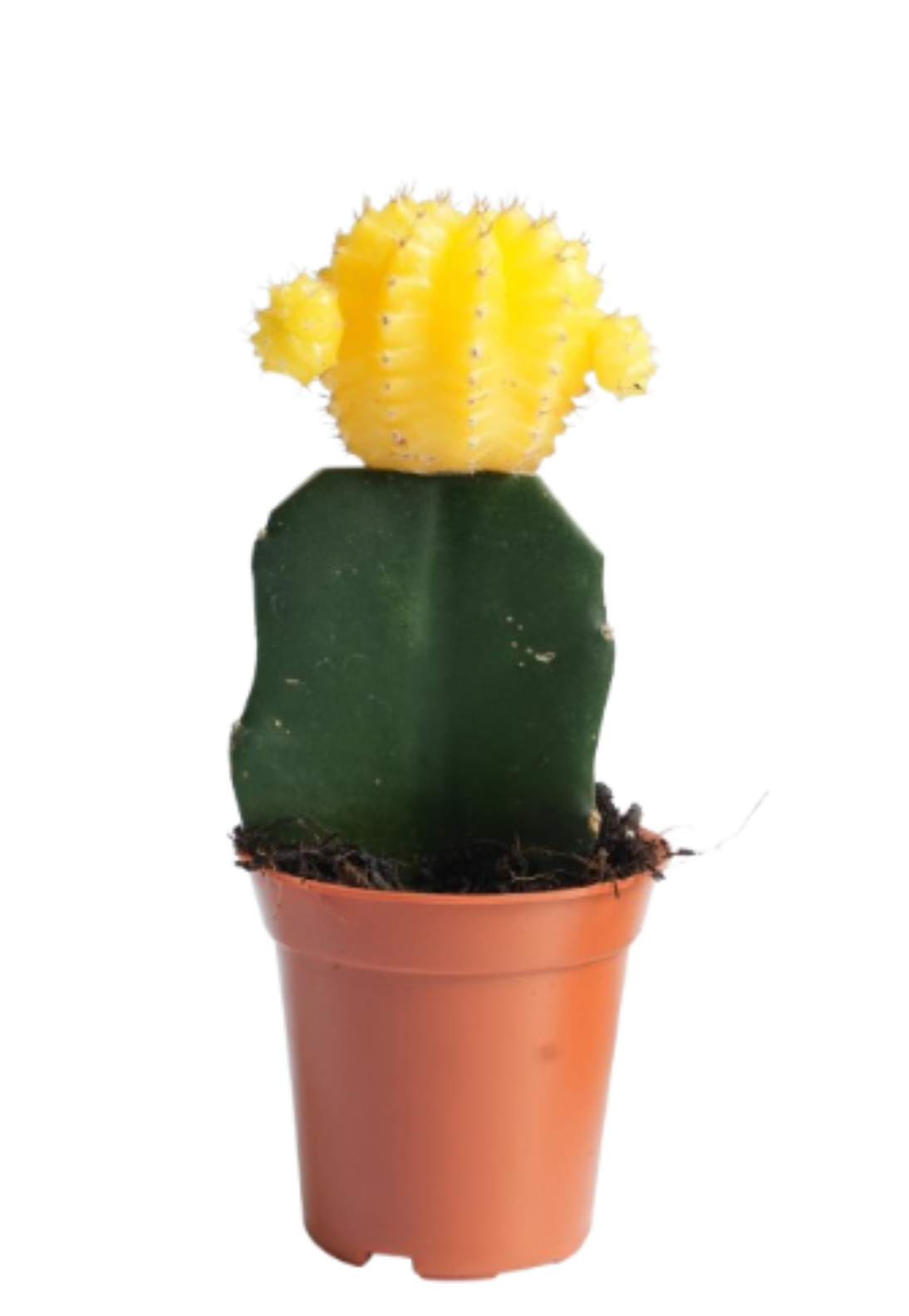 Grafted Moon Cactus