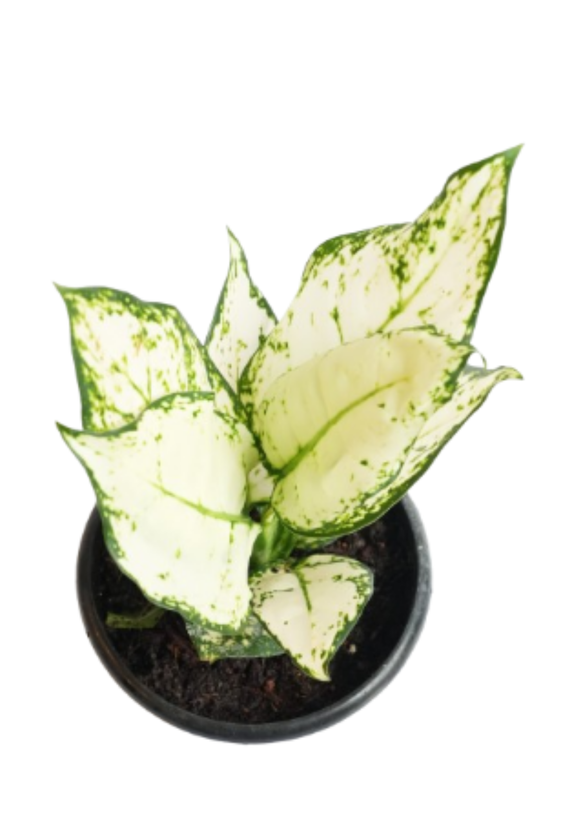 Aglaonema White