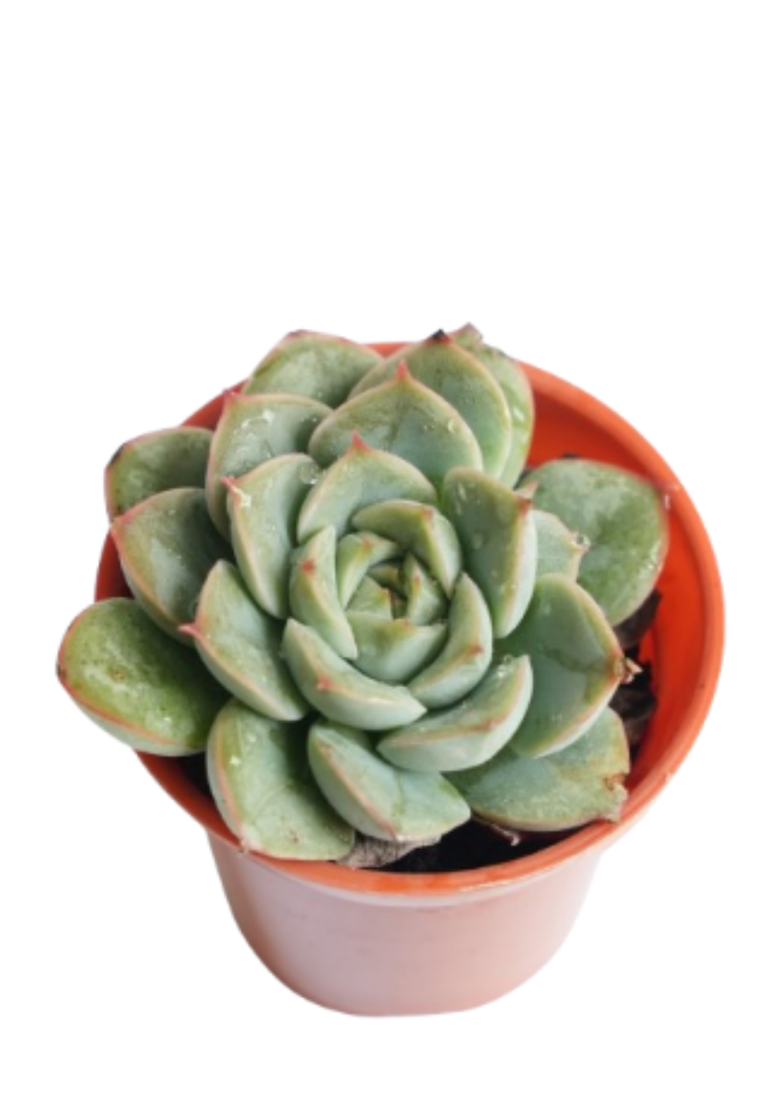 Echeveria Dondo