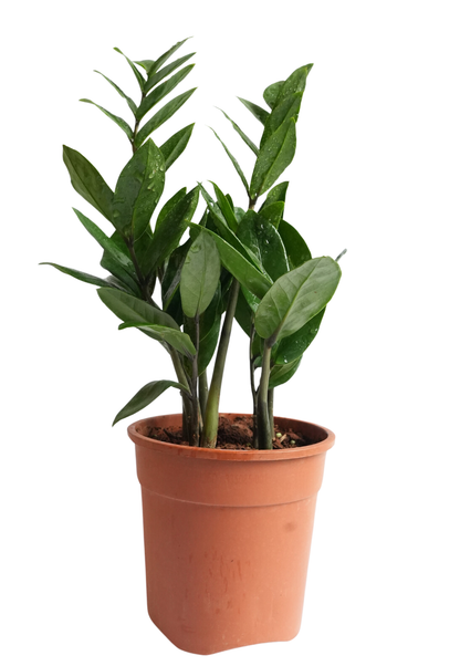 Zamia Green