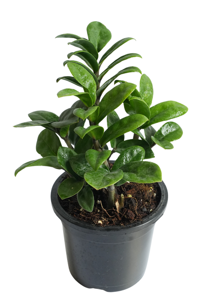 Zamioculcas zamiifolia ‘Zenzi’