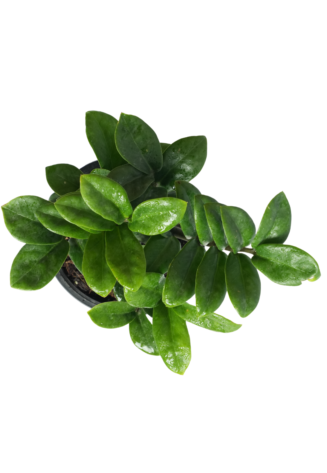 Zamioculcas zamiifolia ‘Zenzi’