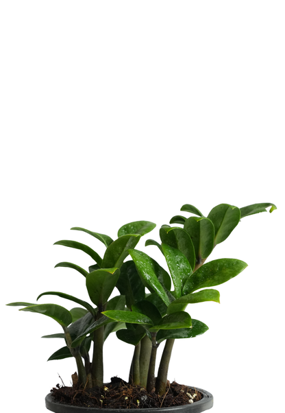 is zamia and zz plant the same Zamia Green (ZZ Plant) – Stylish, Low-Maintenance Indoor Foliage