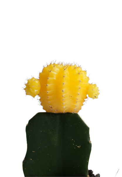 Grafted Moon Cactus