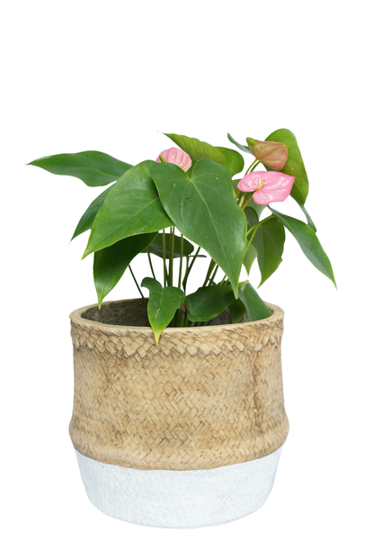 Basket Rattan Planter