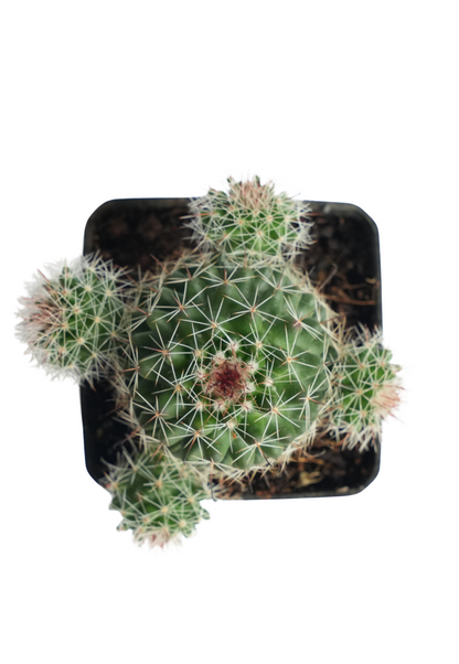 Nipple Cactus